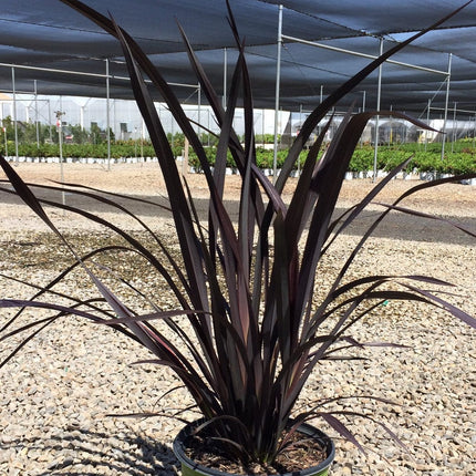 Phormium Platts Black Shrubs