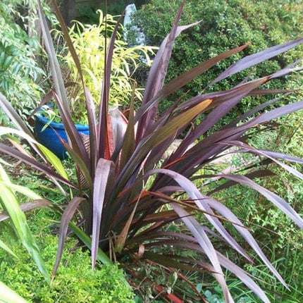 Phormium Platts Black Shrubs