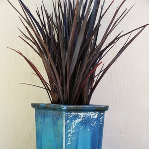 Phormium Platts Black Shrubs