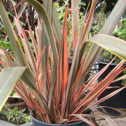 Phormium Sundowner Shrubs