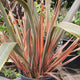 Phormium Sundowner Shrubs