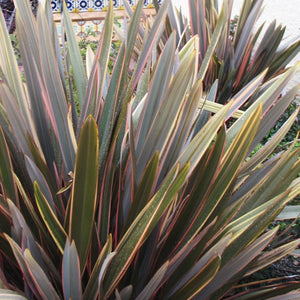 Phormium Sundowner Shrubs