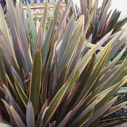 Phormium Sundowner Shrubs