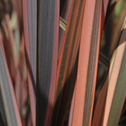 Phormium Sundowner Shrubs