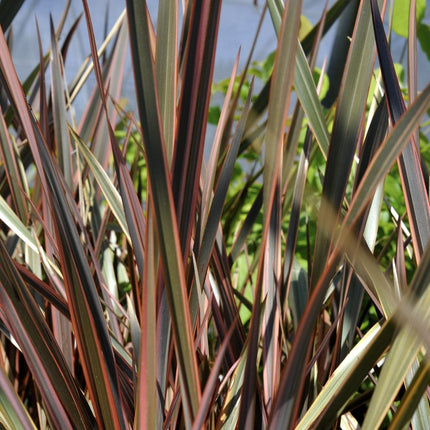 Phormium Sundowner Shrubs