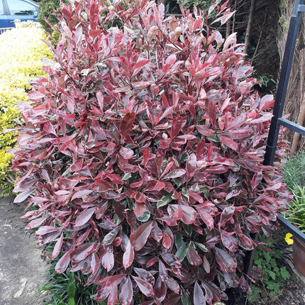 Photinia Pink Marble Shrubs