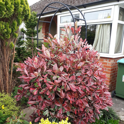 Photinia Pink Marble Shrubs