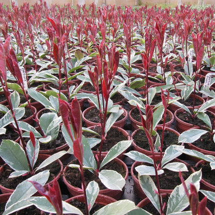 Photinia Pink Marble Shrubs