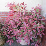 Photinia Pink Marble Shrubs