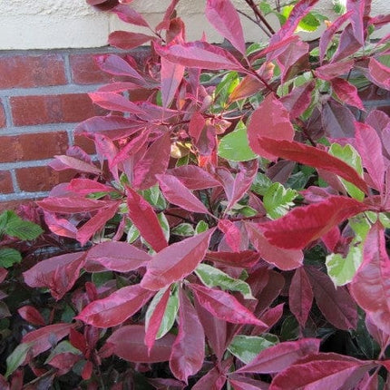 Photinia Pink Marble Shrubs