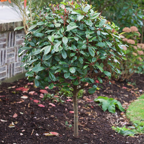 Photinia Red Robin Shrubs