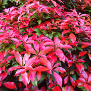 Photinia Red Robin Shrubs