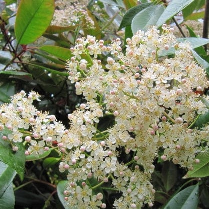 Best Flowering Shrubs Collection | Growers Choice Shrubs