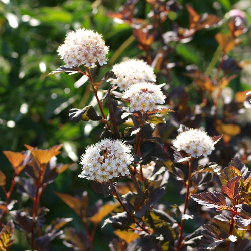 Physocarpus Diabolo Shrubs