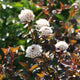 Physocarpus Diabolo Shrubs