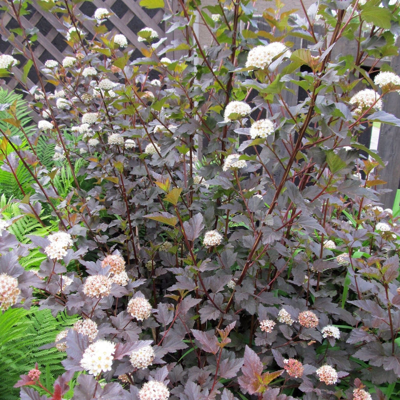 Physocarpus Diabolo Shrubs