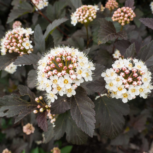 Physocarpus Diabolo Shrubs