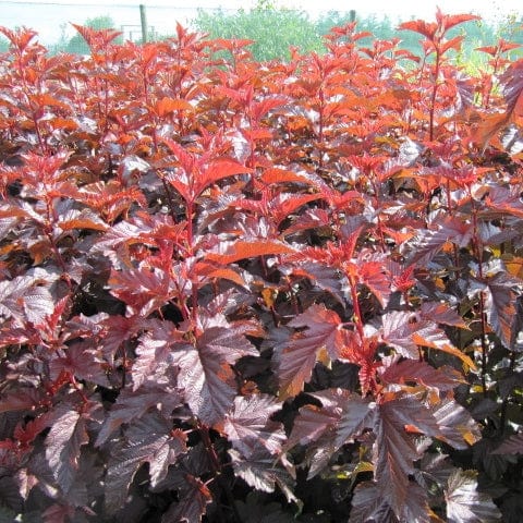 Physocarpus Diabolo Shrubs