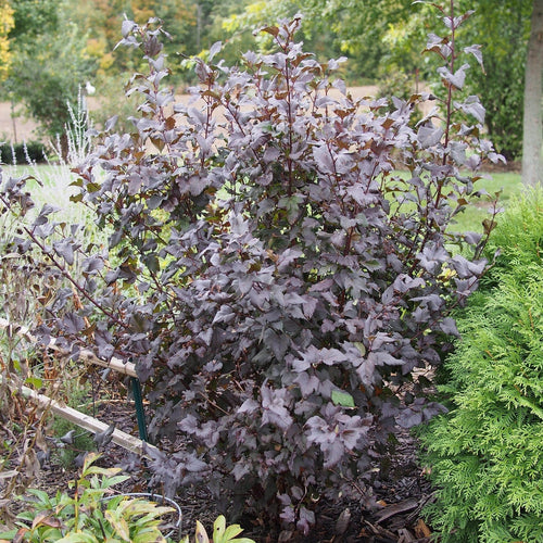 Physocarpus Diabolo Shrubs