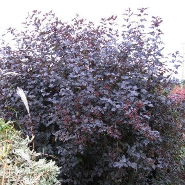 Physocarpus Diabolo Shrubs