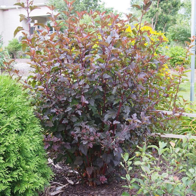 Physocarpus Diabolo Shrubs