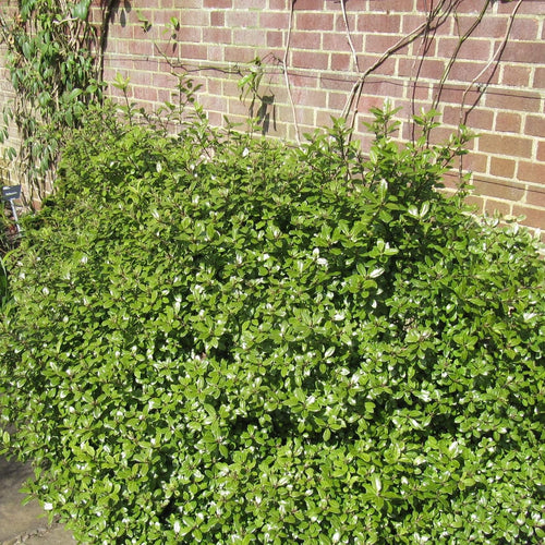 Pittosporum Golden Ball Shrubs