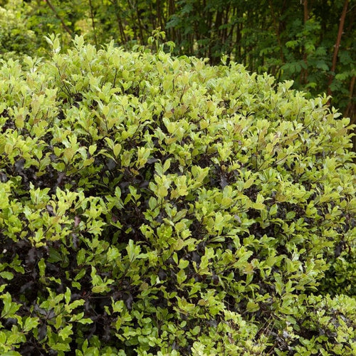 Pittosporum Golden Ball Shrubs