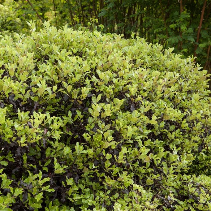 Pittosporum Golden Ball Shrubs
