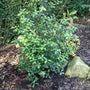 Pittosporum Silver Ball Shrubs