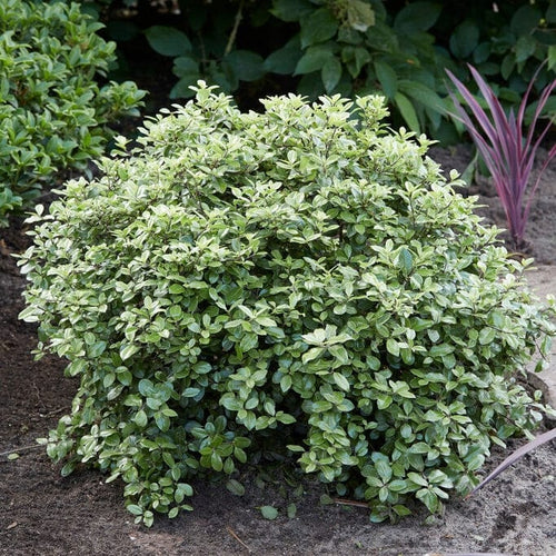 Pittosporum Silver Ball Shrubs