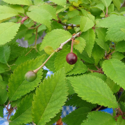 Prunus Kojo-no-mai Shrubs
