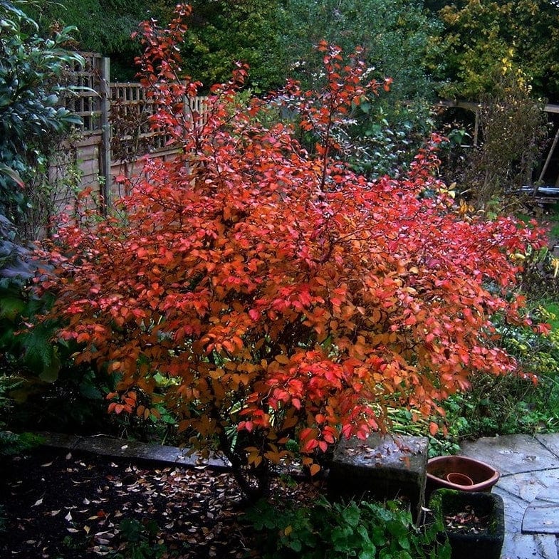 Prunus Kojo-no-mai Shrubs