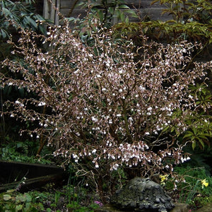 Prunus Kojo-no-mai Shrubs