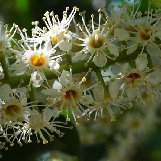 Prunus lusitanica Angustifolia Shrubs