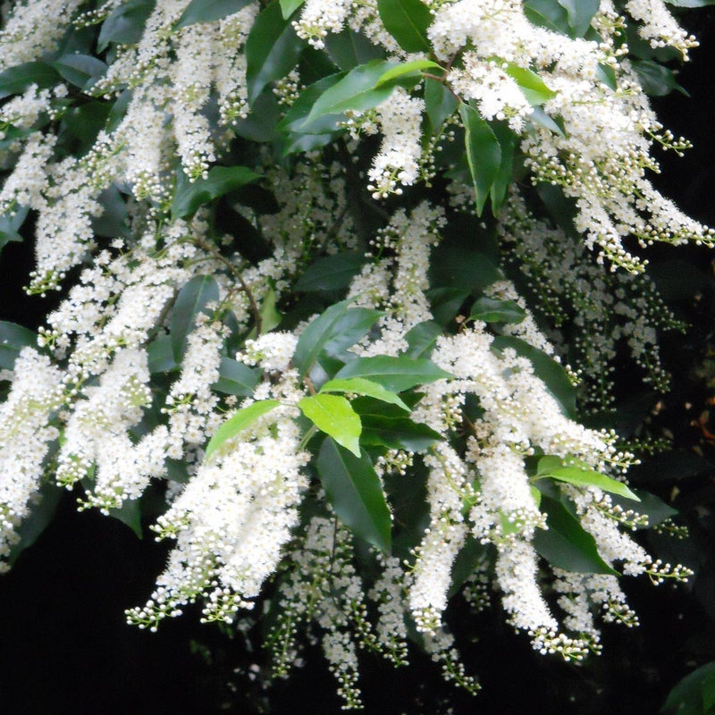 Prunus lusitanica Angustifolia Shrubs