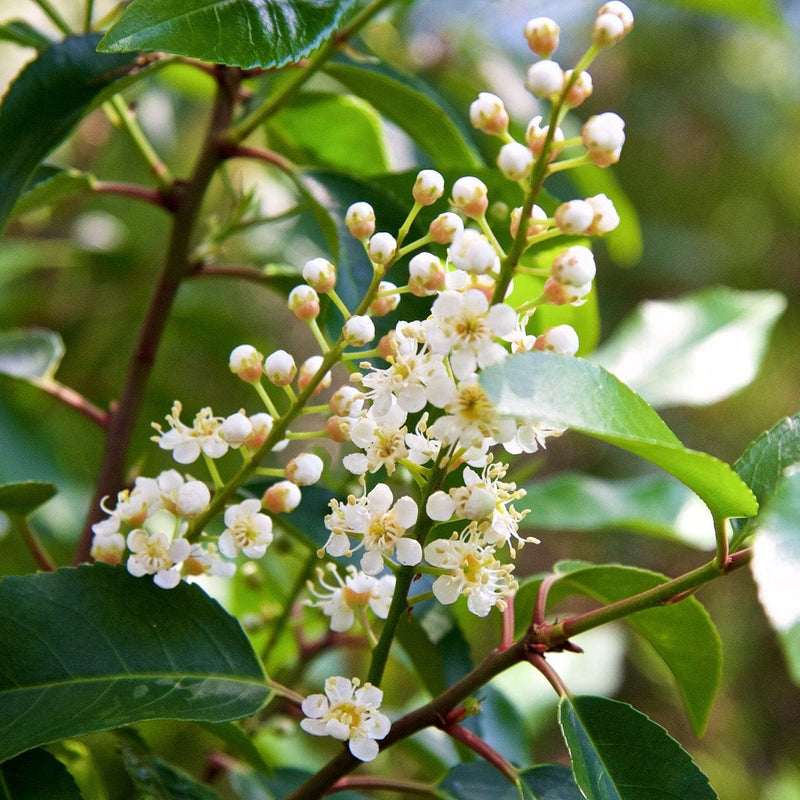 Prunus lusitanica Angustifolia Shrubs