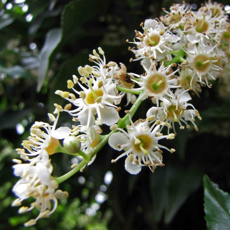 Prunus lusitanica Angustifolia Shrubs