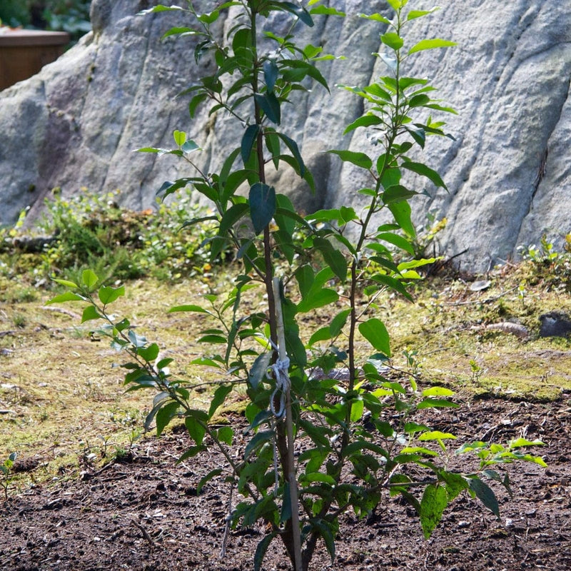 Prunus lusitanica Angustifolia Shrubs