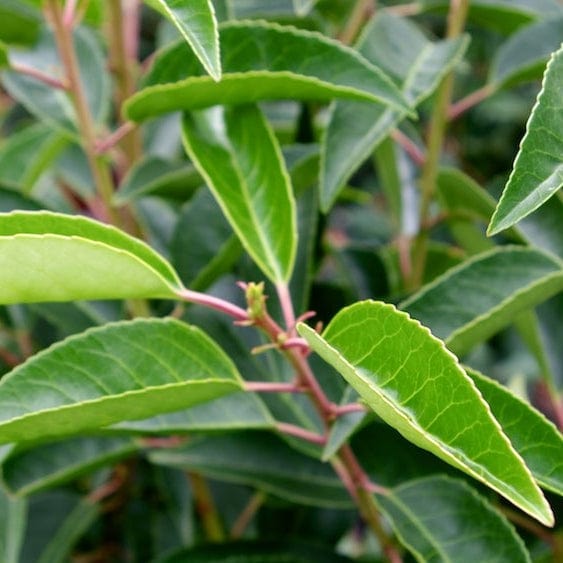 Prunus lusitanica Angustifolia Shrubs