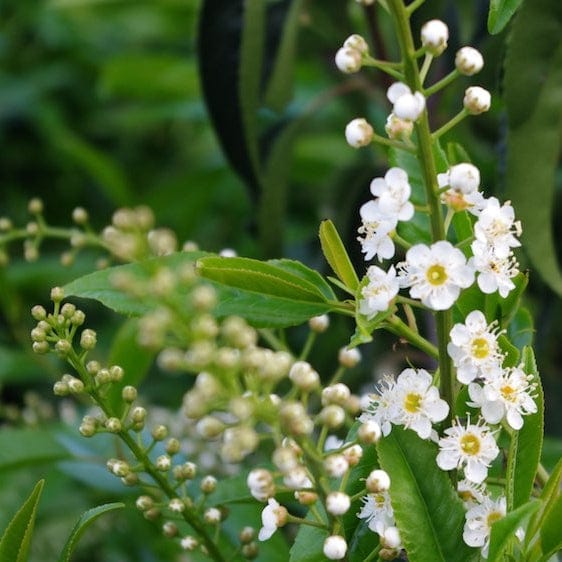 Prunus lusitanica Angustifolia Shrubs
