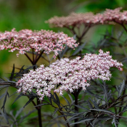 Black Elderberry | Sambucus Black Lace Shrubs