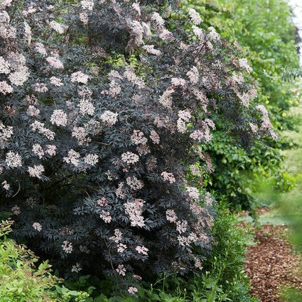 Black Elderberry | Sambucus Black Lace Shrubs