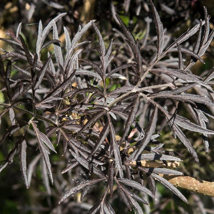 Black Elderberry | Sambucus Black Lace Shrubs