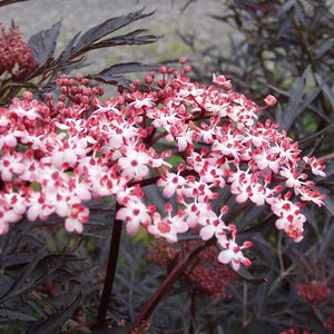 Black Elderberry | Sambucus Black Lace Shrubs