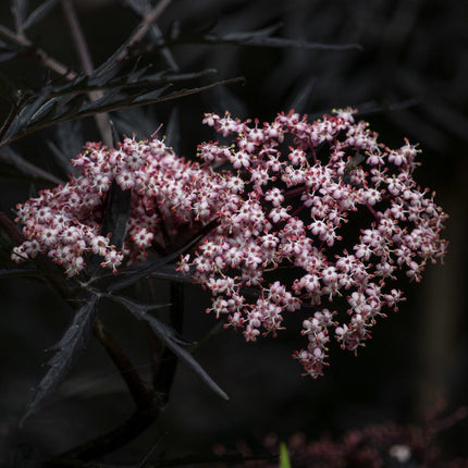 Black Elderberry | Sambucus Black Lace Shrubs