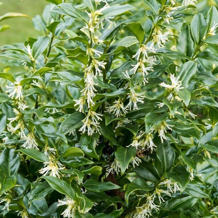 Sweet Box | Sarcococca confusa Shrubs