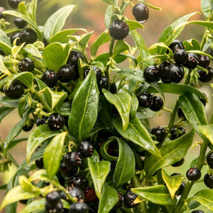 Sweet Box | Sarcococca confusa | 3L pot Shrubs