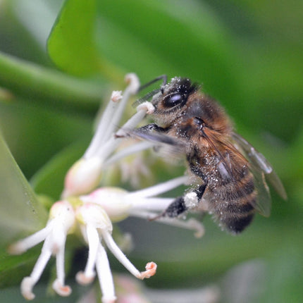 Sweet Box | Sarcococca confusa Shrubs