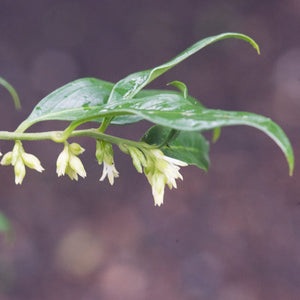 Sweet Box | Sarcococca confusa Shrubs