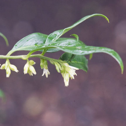 Sweet Box | Sarcococca confusa Shrubs